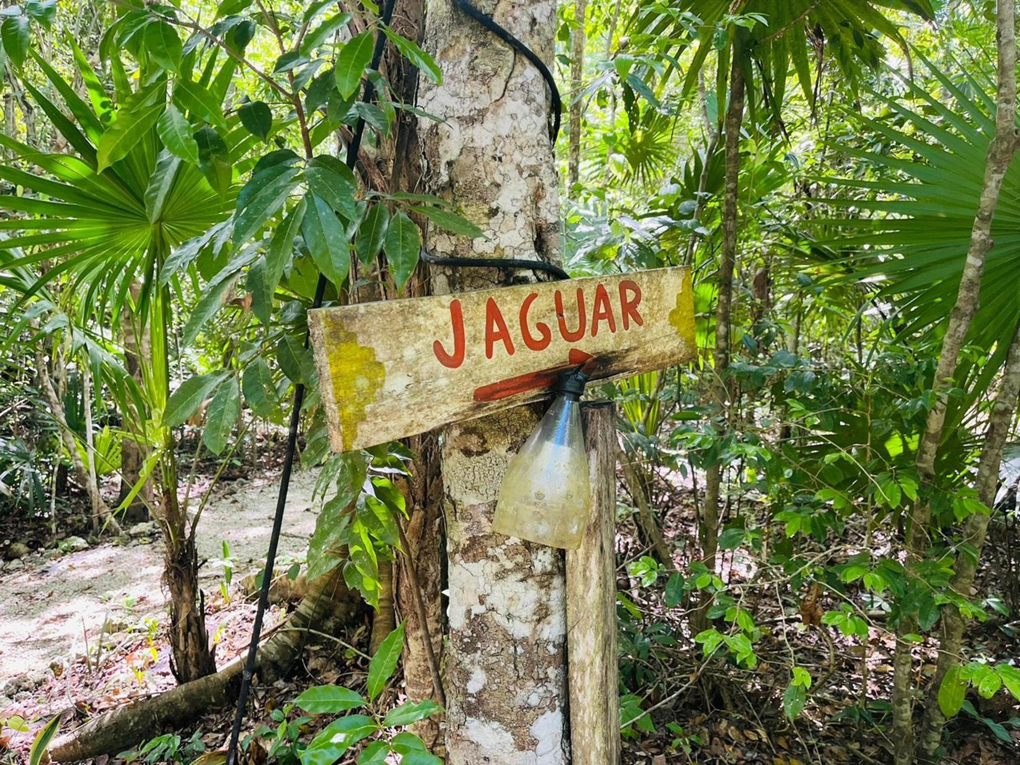Jolie Jungle Eco Hotel (Adults Only) Леона-Викарио Номер фото